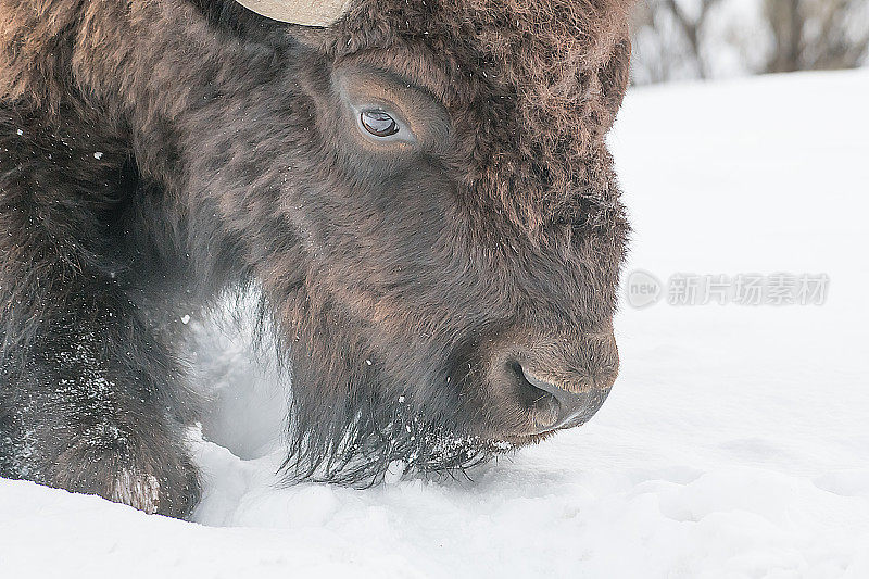 野牛牧场,散步。三月份在美国黄石公园的雪地里休息