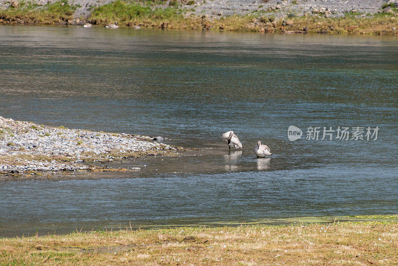 在Yellowston河里，一对号手天鹅和三个婴儿