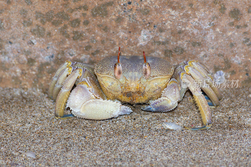 一只鬼蟹在阿曼马斯喀特附近的海滩上停下来，确保没有危险。(Ocypode)