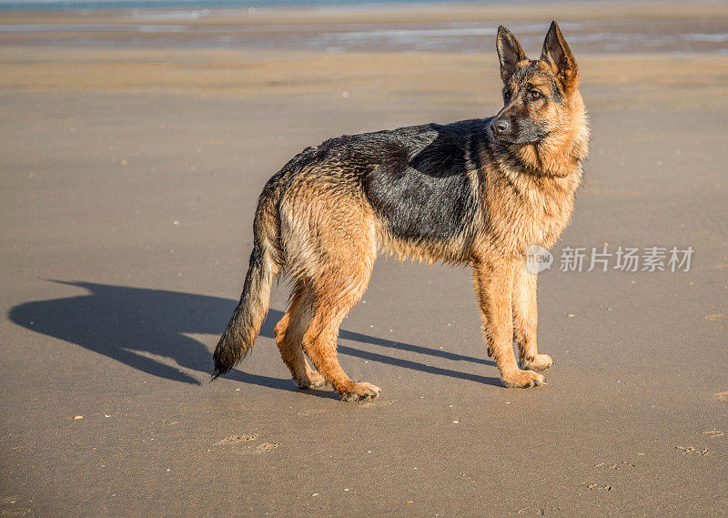 户外德国牧羊犬全身画像