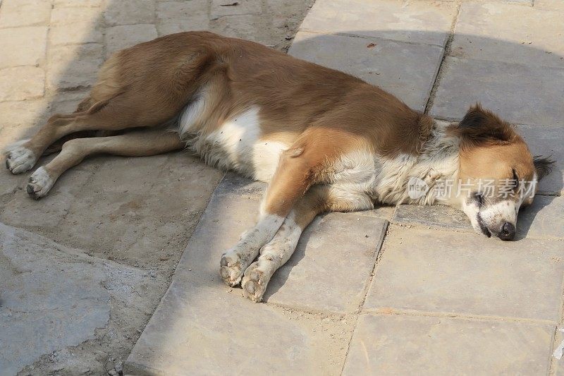 印度街头流浪狗的形象，无家可归的杂种狗死了