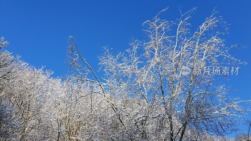 白雪皑皑的树木映衬着蓝天