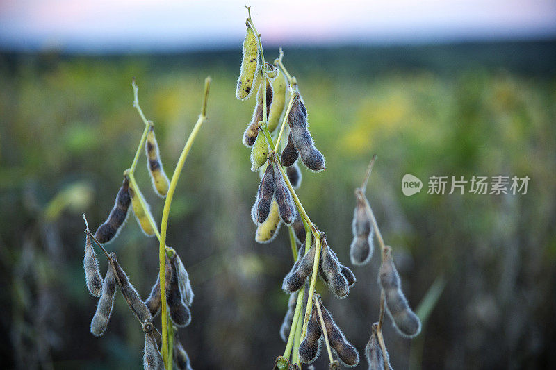 巴西大豆种植