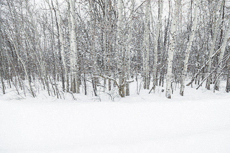 冬天下雪的森林