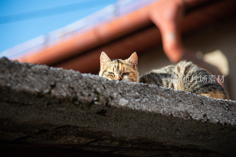 街猫