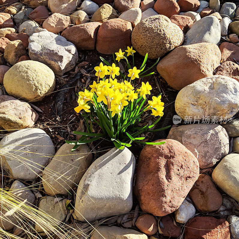 新的水仙花在春天在岩石花园在洛克维尔犹他州