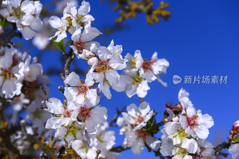 杏仁果园花的特写