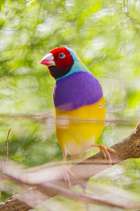 澳大利亚的彩虹鸟