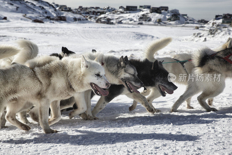 雪橇狗在工作