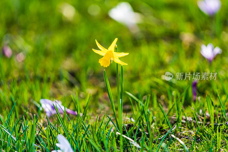 水仙花在春天