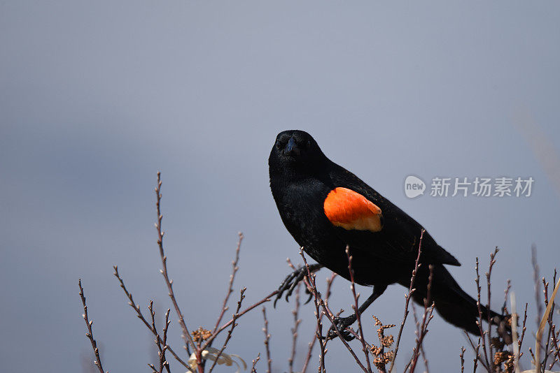 美丽的画眉，展示着它的色彩