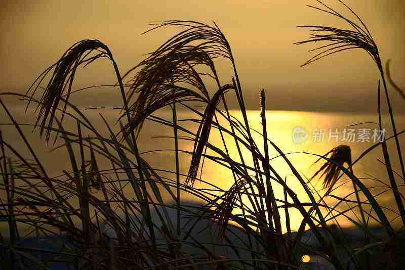 韩国的uksae，少女银草在韩国海岸
