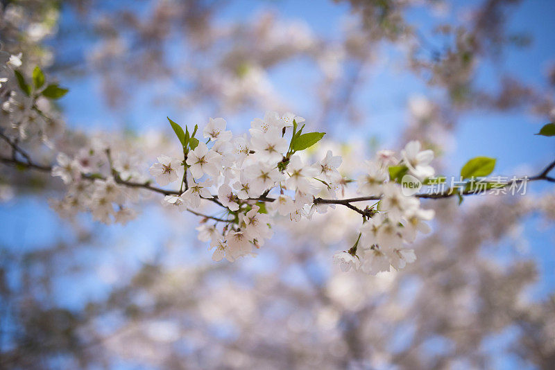 樱花