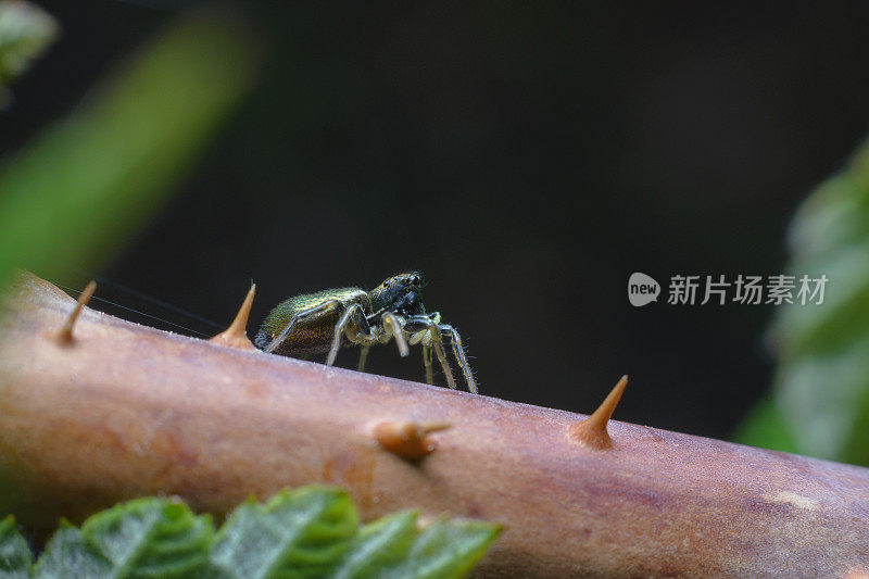 绿色毛茸茸的小蜘蛛冻在树莓的茎上。昆虫的微距摄影。