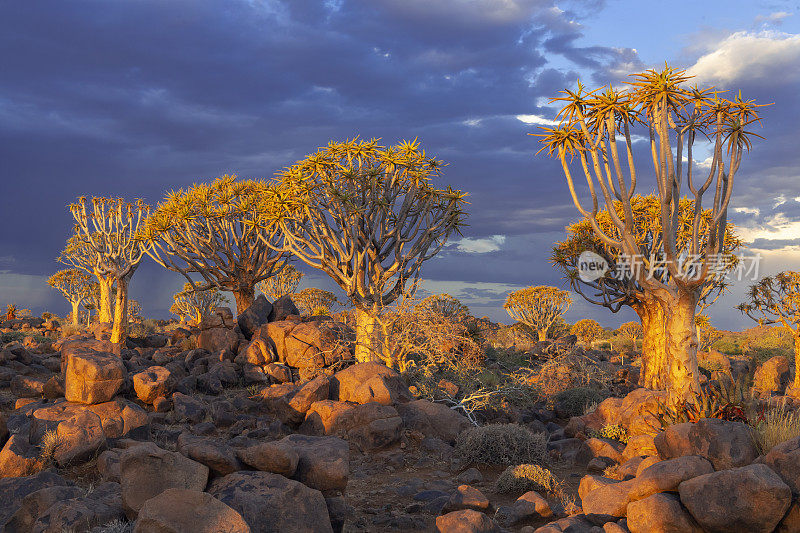 箭袋树在日落，在箭袋树森林，南纳米比亚