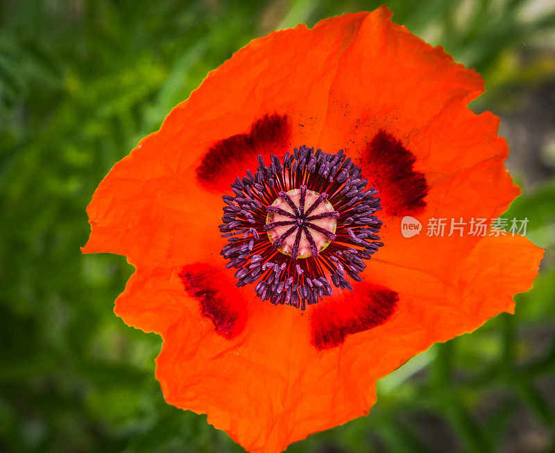 橙色罂粟雄蕊靠近