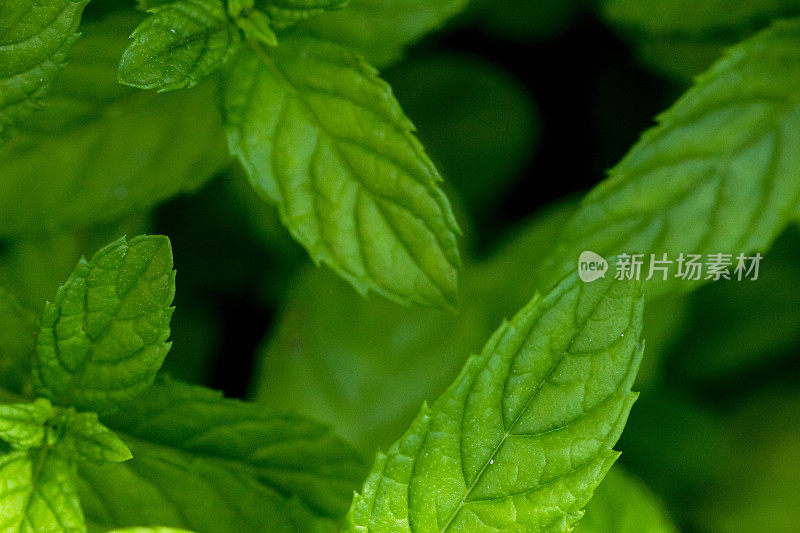 在田间生长的新鲜绿色薄荷植物。近距离观察种植在有机蔬菜园里的薄荷叶植物。