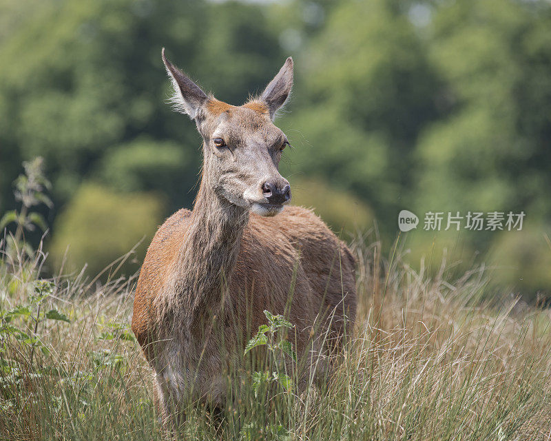 马鹿后