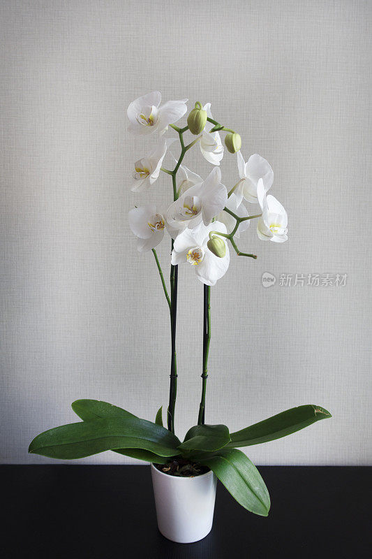 盆栽白色兰花