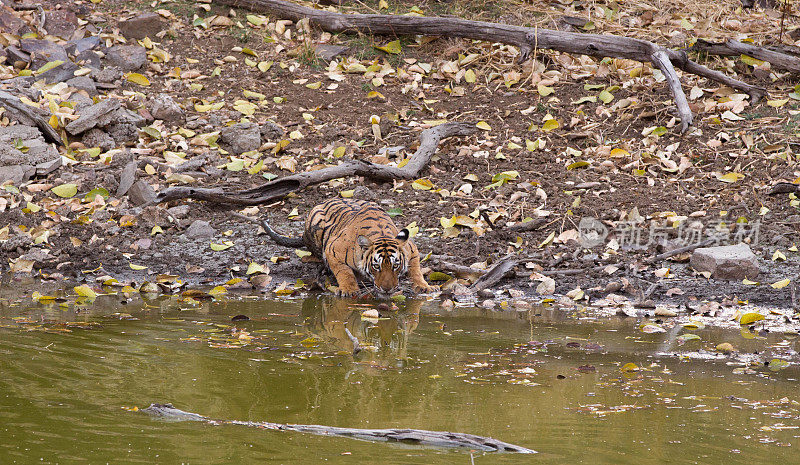 孟加拉虎，Ranthambore，印度。