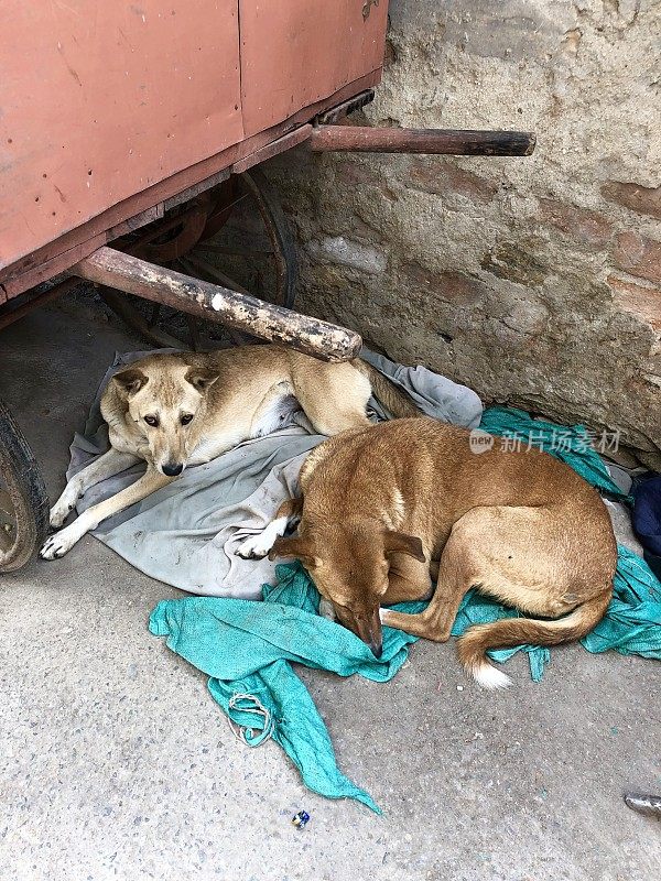 印度新德里，两只流浪野狗睡在木制市场手推车下的毯子上，这是印度杂种狗的照片