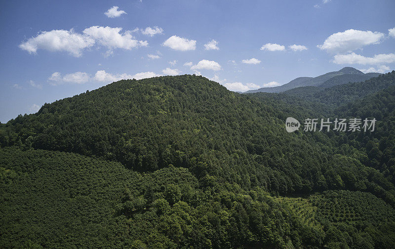 健康的绿色树木在云杉，冷杉和松树森林