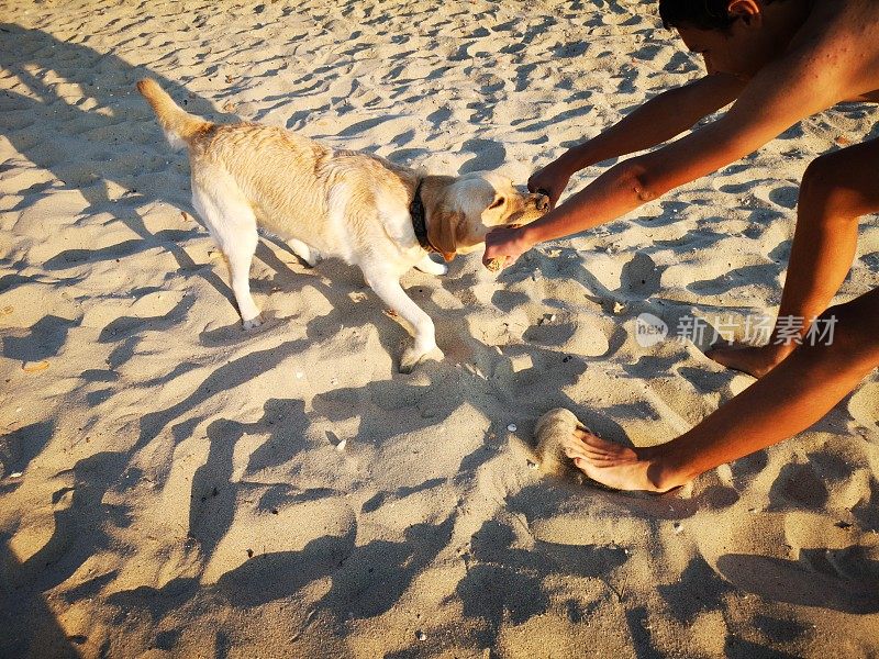 男孩在海滩上和狗玩