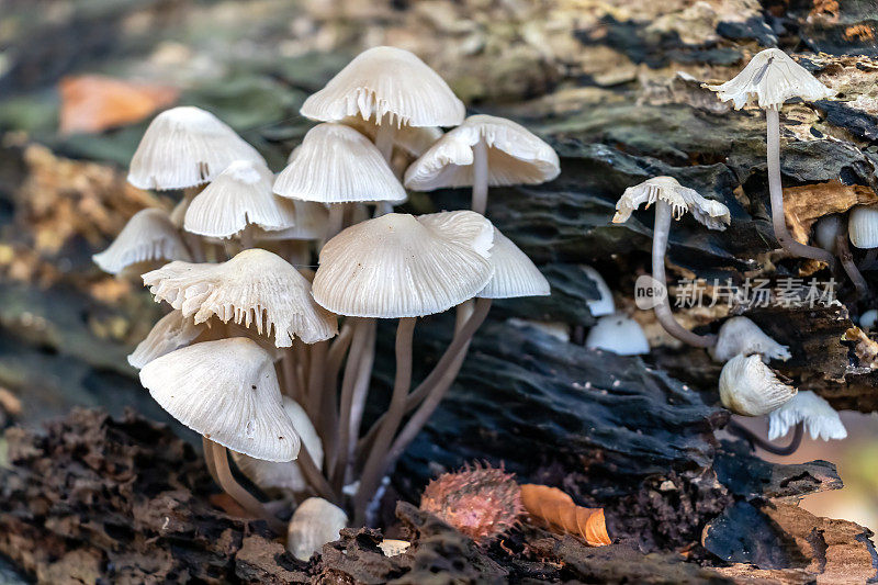 瓷蘑菇群。