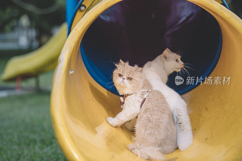 2家猫在儿童游乐场的隧道里寻思