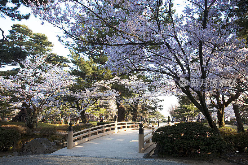 日本本州石川县，Kenroku花园的花见桥和樱花