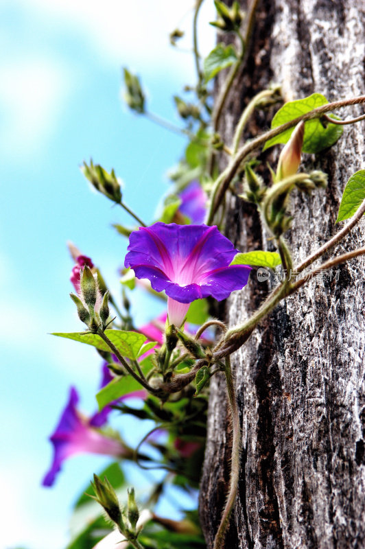 牵牛花