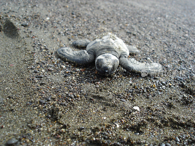 小榄蠵龟，哥斯达黎加