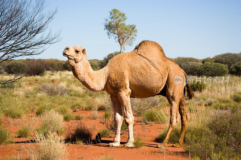澳大利亚野生骆驼