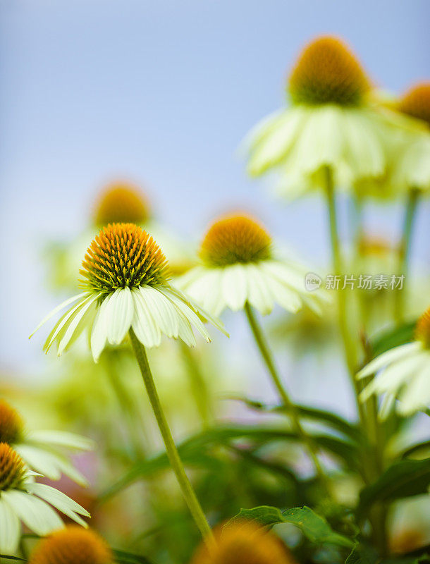 白色的松果菊