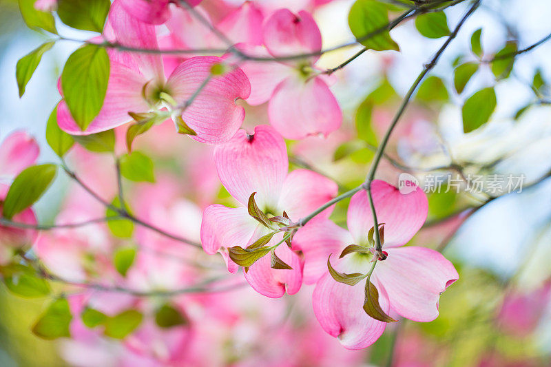 粉红色的山茱萸花