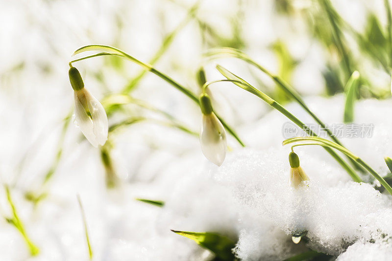 雪花莲和雪