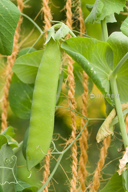 豆荚里的豌豆