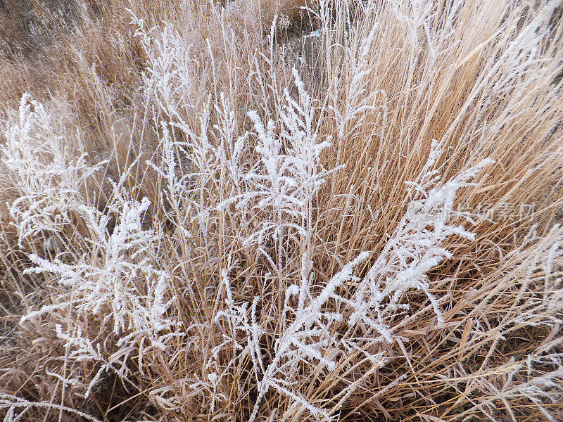 冰霜覆盖的草