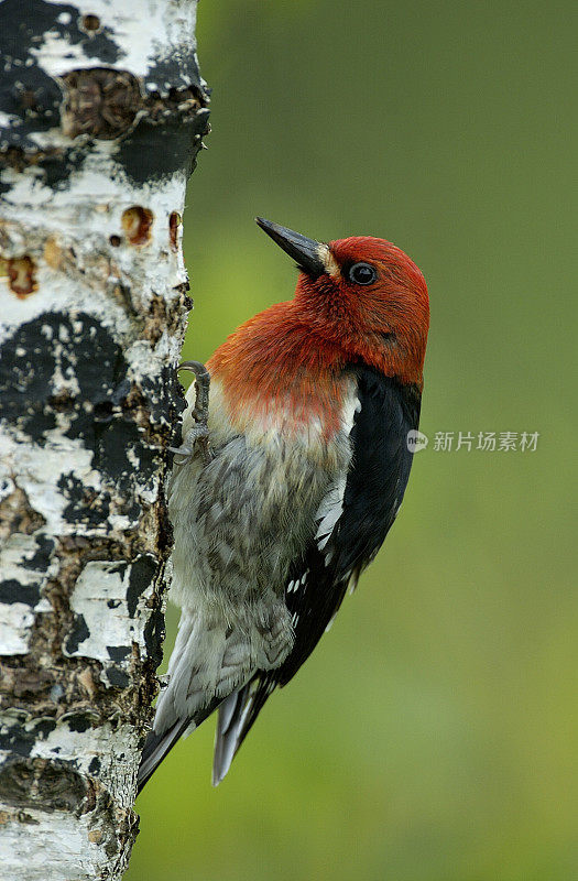 Red-breasted吸汁啄木鸟