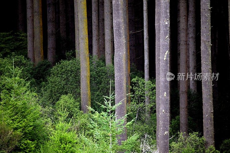 商业道格拉斯冷杉林