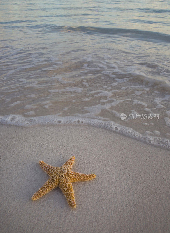 海滩上的海星