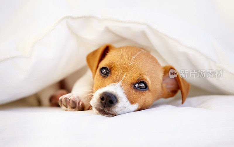 一只可爱的小狗占了床