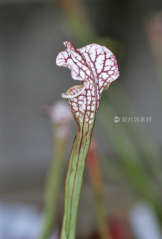 野生兰花