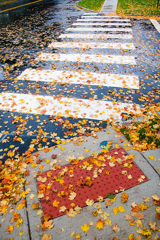 白色的人行横道和雨中的落叶