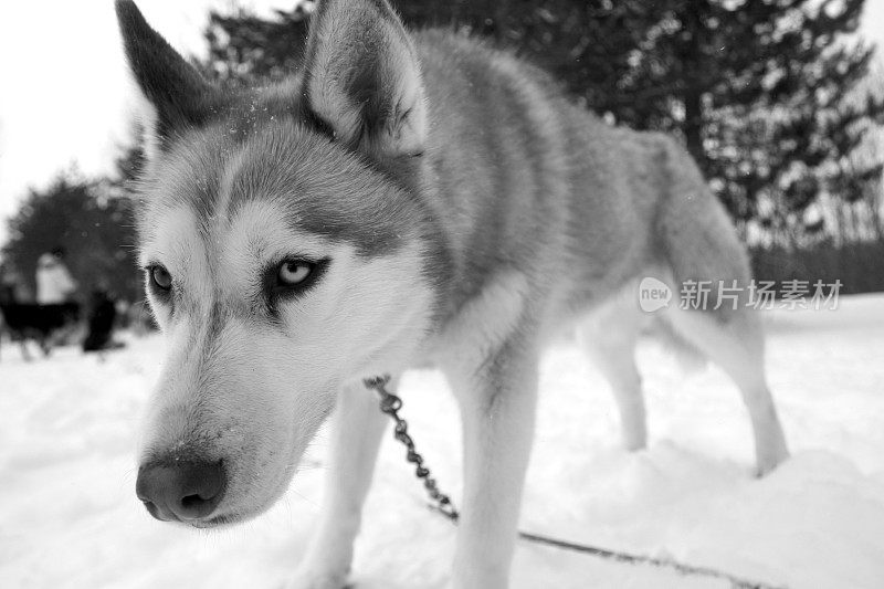 狗拉雪橇