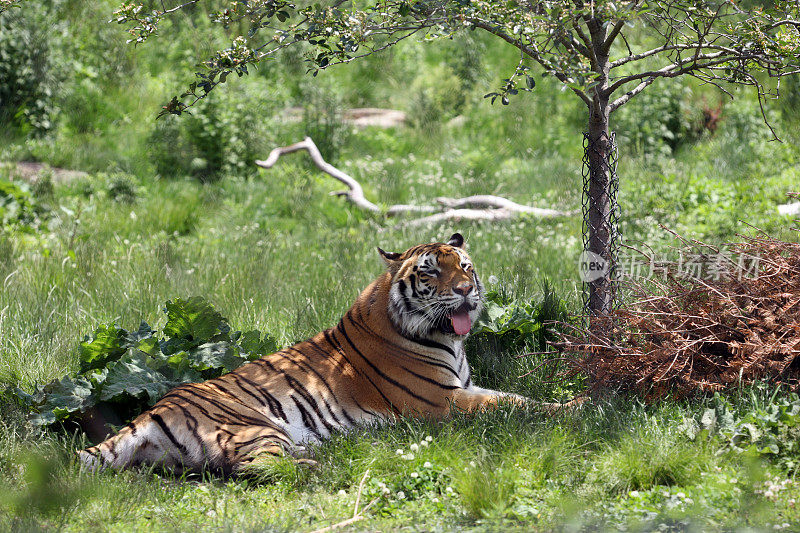 老虎在树荫下休息