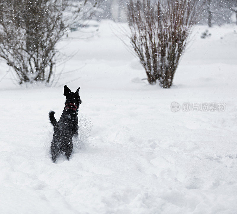 狗在暴风雪中停下来