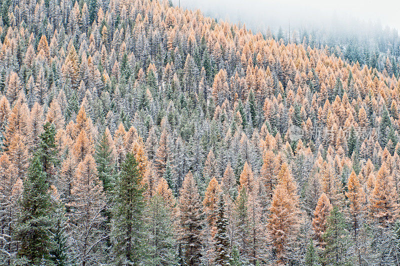 落叶松和松树下的雪在山口