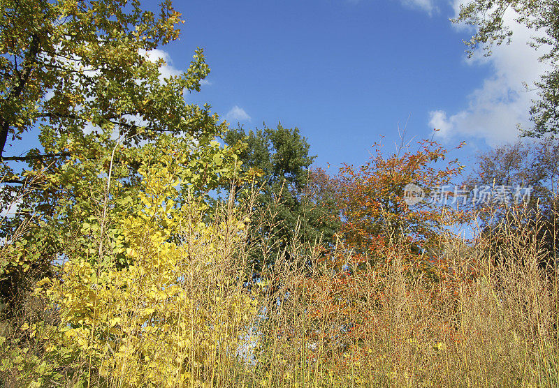 秋景中点缀着五颜六色的银杏树