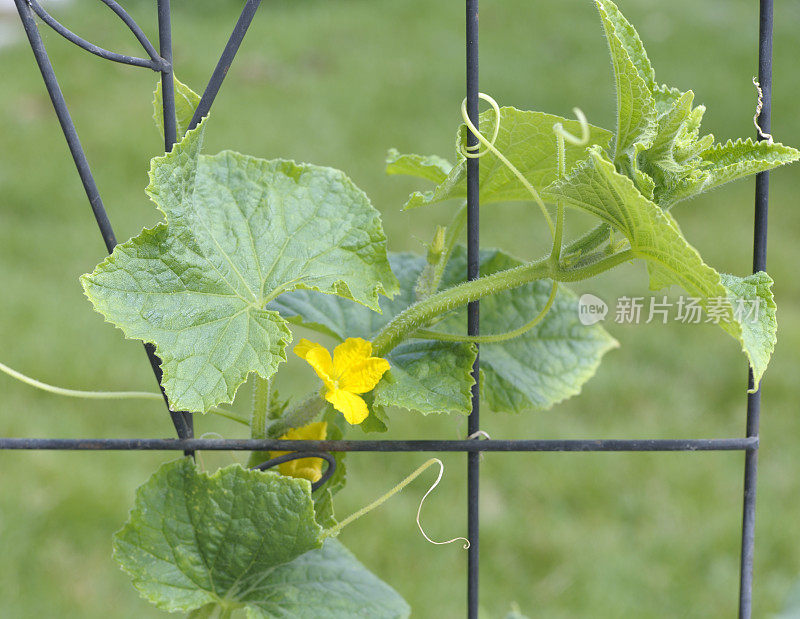 黄瓜植株